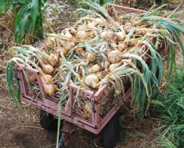 I'm Not Crying Over My Onions This Year! Image